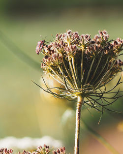 Close-up of insect on plant