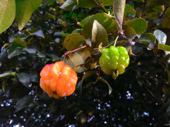 Close-up of plant