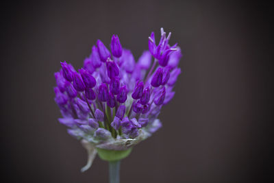 Close-up of purple flower against black background