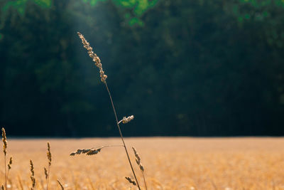 Close-up of stalks in field