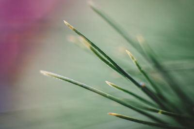 Close-up of water drops on grass