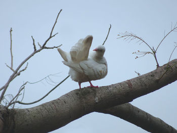 Low angle view of birds perching on tree against sky