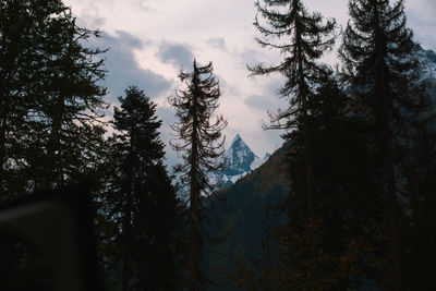 Panoramic view of pine trees against sky during winter