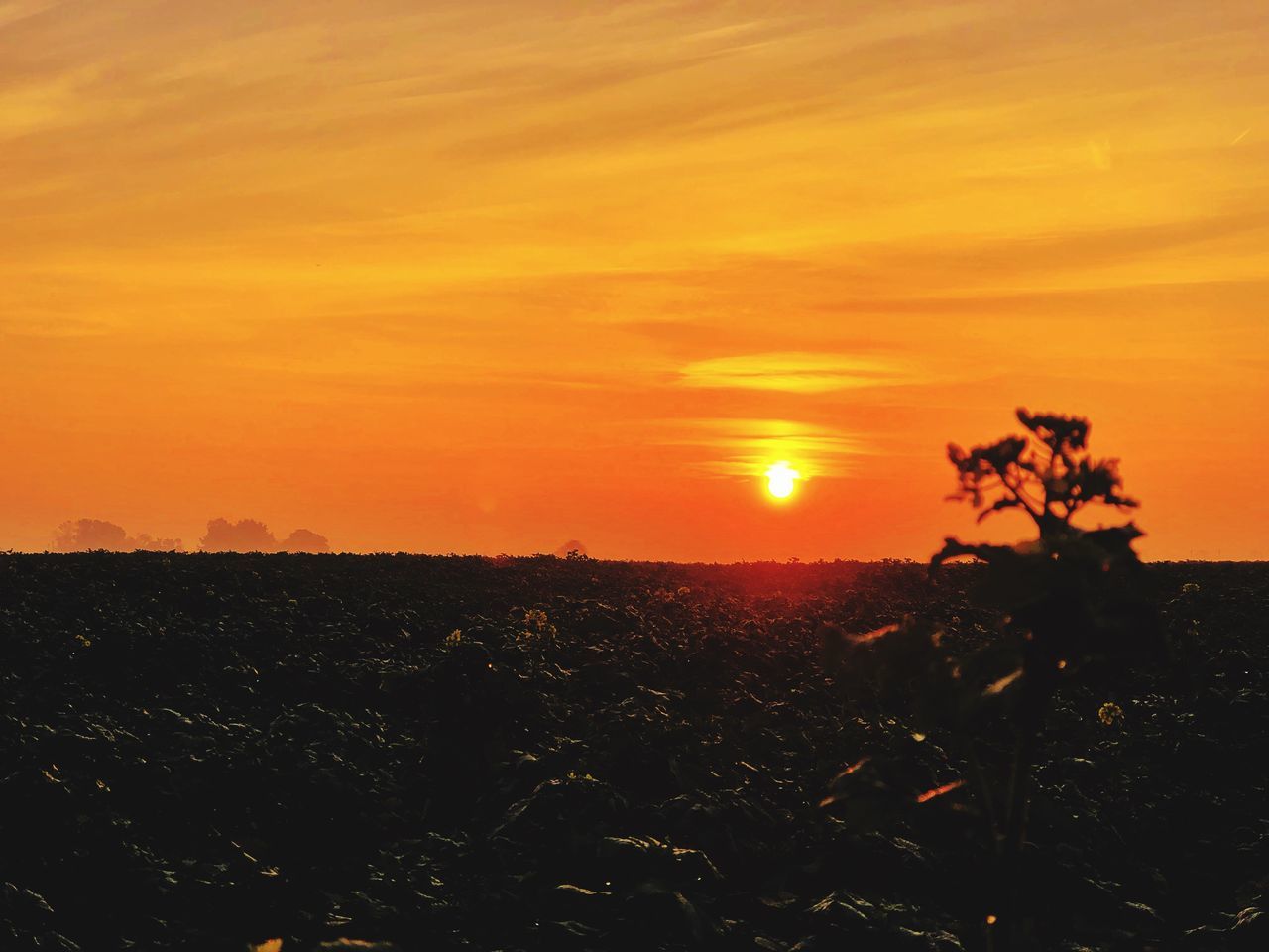 sunset, sky, orange color, beauty in nature, sun, tranquility, scenics - nature, landscape, nature, growth, tranquil scene, environment, field, plant, sunlight, no people, land, outdoors, idyllic, agriculture, bright