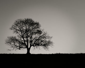 Silhouette tree against clear sky