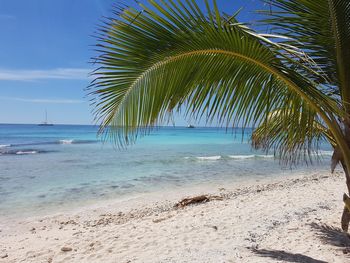 Palm tree on beach against sky