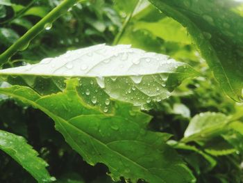 Close-up of water drops on leaf