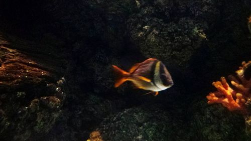 Close-up of fish underwater