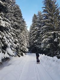 Rear view of man walking on snow covered land amidst trees in forest