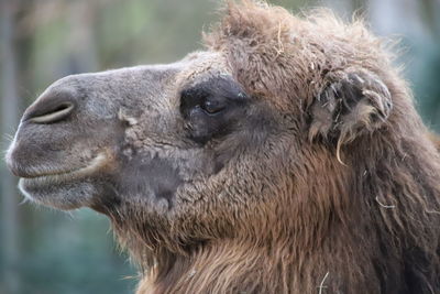 Close-up of a horse