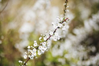 Close-up of white flowers on branch