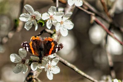 Close-up of insect on flowers