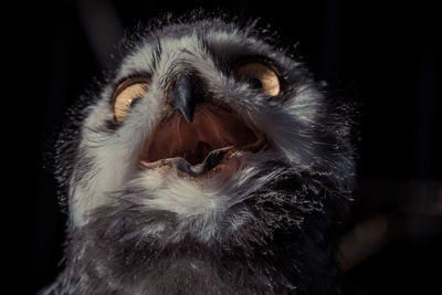 Close-up of a spider