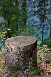 View of tree stump in forest