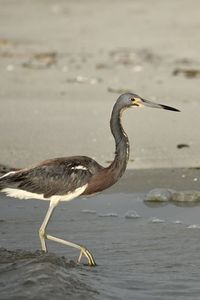 View of bird on beach