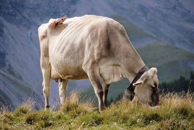 Cow standing on field