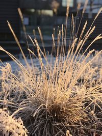 Close-up of dry grass on field during winter