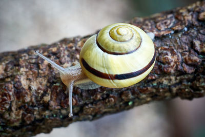 snail