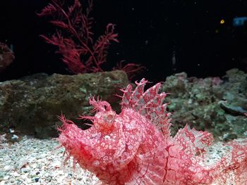 View of fish swimming in sea