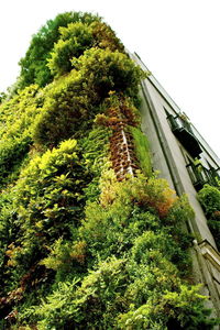 Low angle view of ivy on built structure