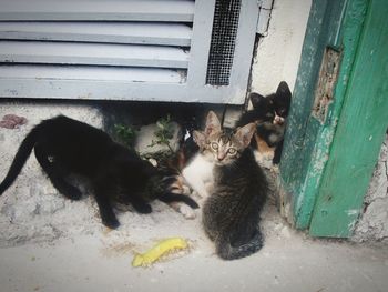 Cats sitting in a front of a cat