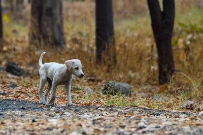 Dog walking on field in forest