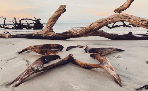 Driftwood on beach by sea against sky