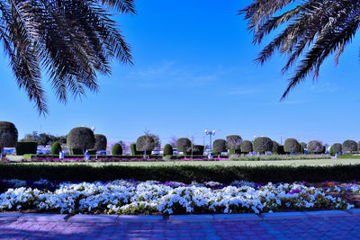 Scenic view of blue flowers against sky