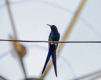 Low angle view of bird perching on metal