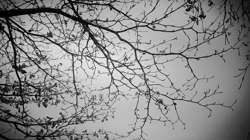 Low angle view of bare trees against sky