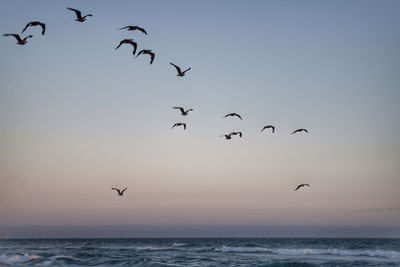 Flock of birds flying over sea