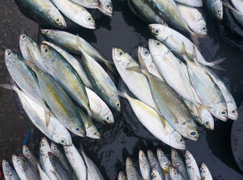 High angle view of fish for sale in market