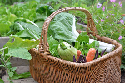 Leaf of chard, lettuce zucchini , carrots and beans in a wicker basket put on a vegetable garden