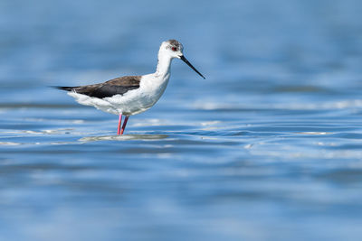 Close-up side view of a bird in water