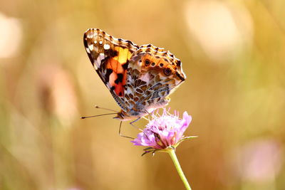 Close-up of butterfly pollinating on purple flower