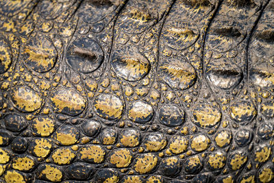 Close-up of nile crocodile body in sun