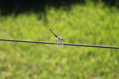 Close-up of bird perching on barbed wire