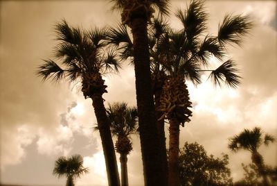 Low angle view of palm trees against sky