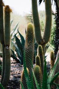 Close-up of cactus plant