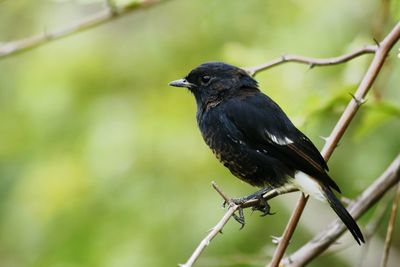 Close-up of bird perching on branch