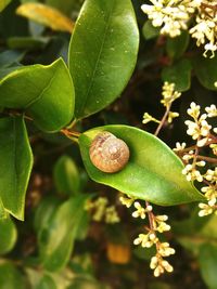 Close-up of green plant