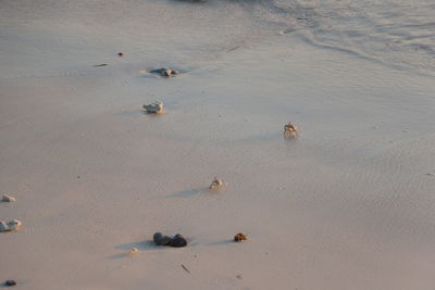 High angle view of crabs on beach