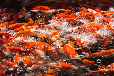 High angle view of koi carps swimming in pond