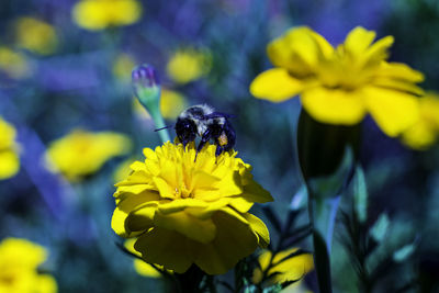 Close-up of insect on yellow flower