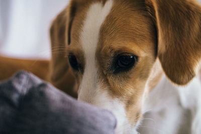 Close-up portrait of a dog at home