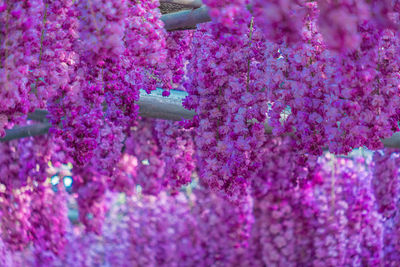 Close-up of purple flowering plants