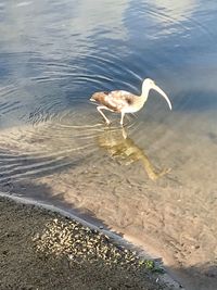 High angle view of bird at lakeshore
