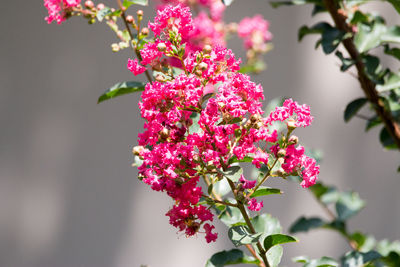 Close-up of pink flowers