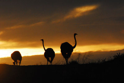 Silhouette birds on field against sky during sunset