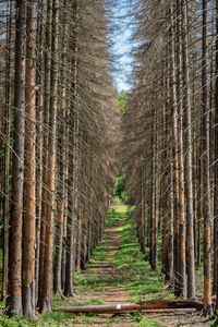 Trees in forest